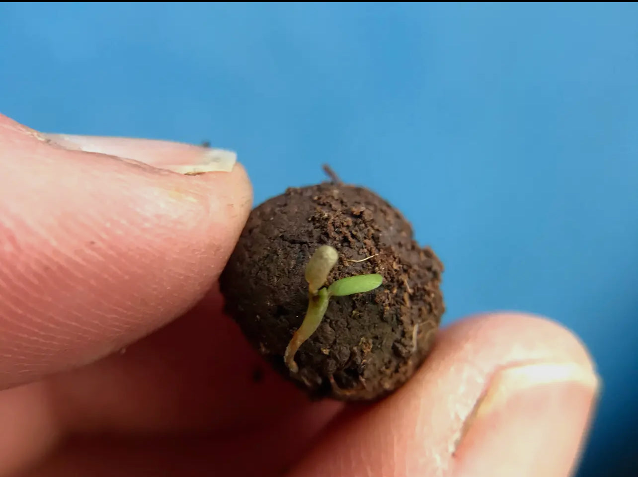 Poppy seed bombs. Flower bombs Save The Bees! Great as little gifts (perfect for remembrance) or to re-wild your garden. Bee friendly plants and gifts, made in the UK.