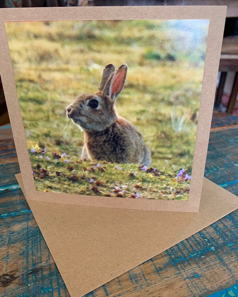 Rabbit in heather. Photo card, rabbit card, wildlife card. Handmade card,  recycled card, blank card, birthday card, English nature card.