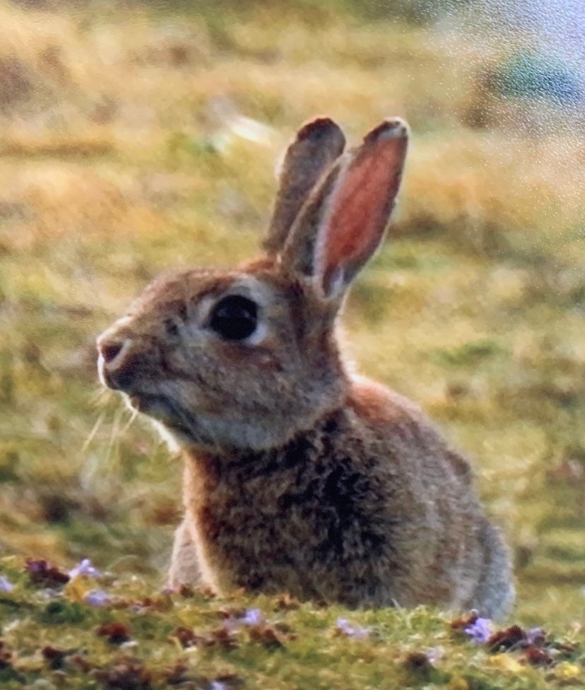 Rabbit in heather. Photo card, rabbit card, wildlife card. Handmade card,  recycled card, blank card, birthday card, English nature card.
