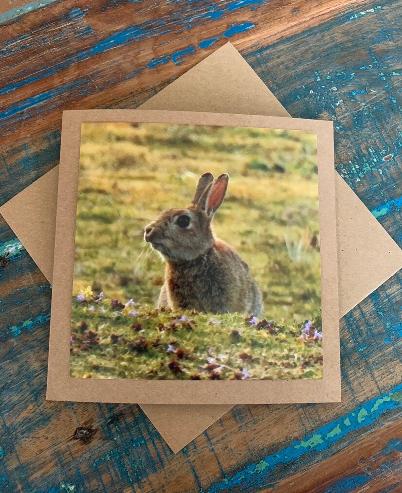 Rabbit in heather. Photo card, rabbit card, wildlife card. Handmade card,  recycled card, blank card, birthday card, English nature card.