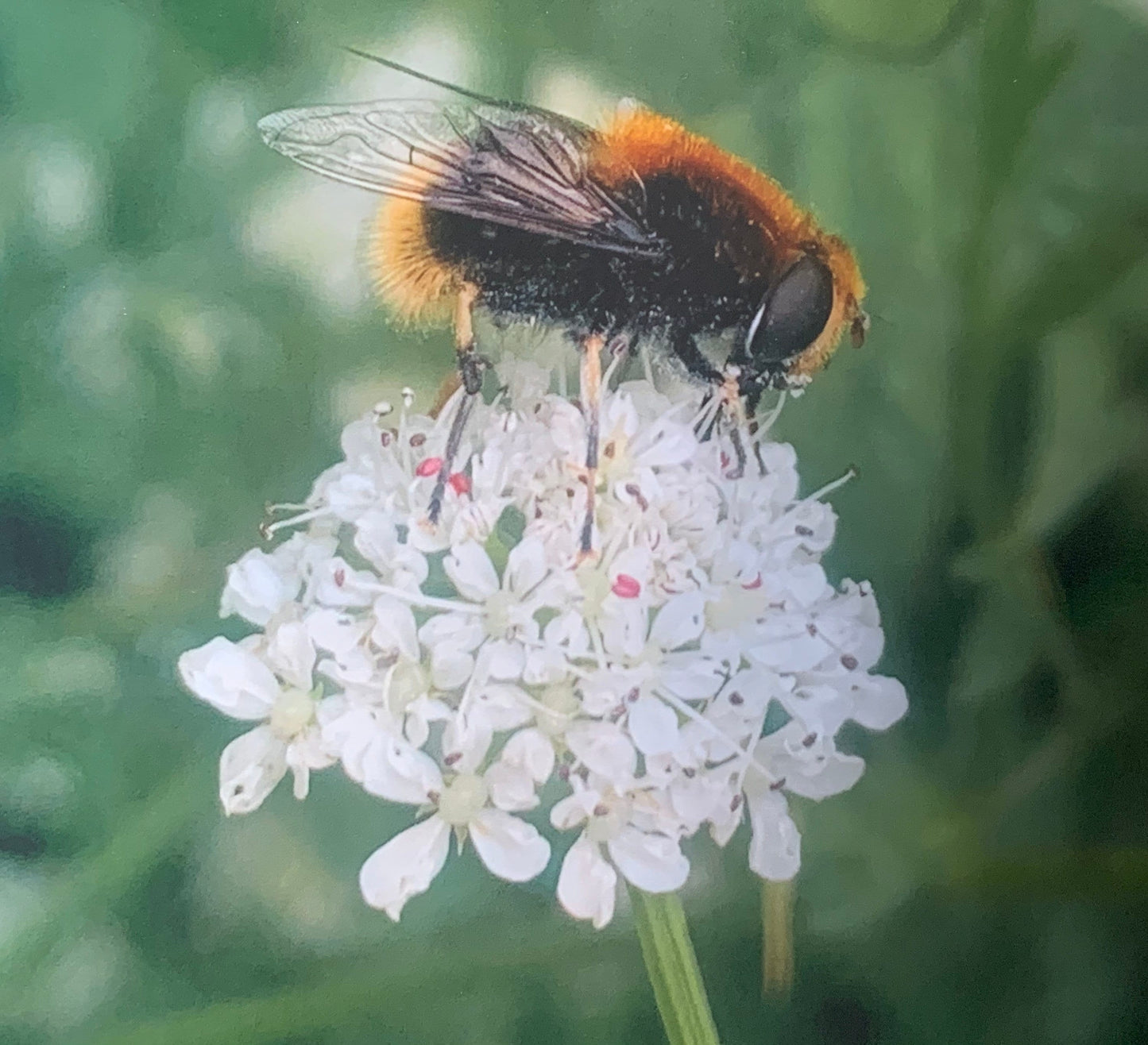 Bee card, recycled card, birthday card. Eco friendly card. Handmade card. Thank you card, blank gift card, English nature card, gift for her