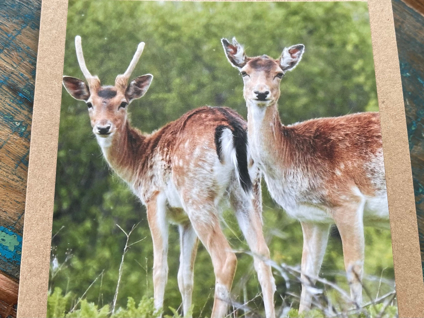 Deer card. Get well soon card, recycled card, birthday card, Eco friendly card. Handmade card. Sympathy card, thank you card, wildlife card