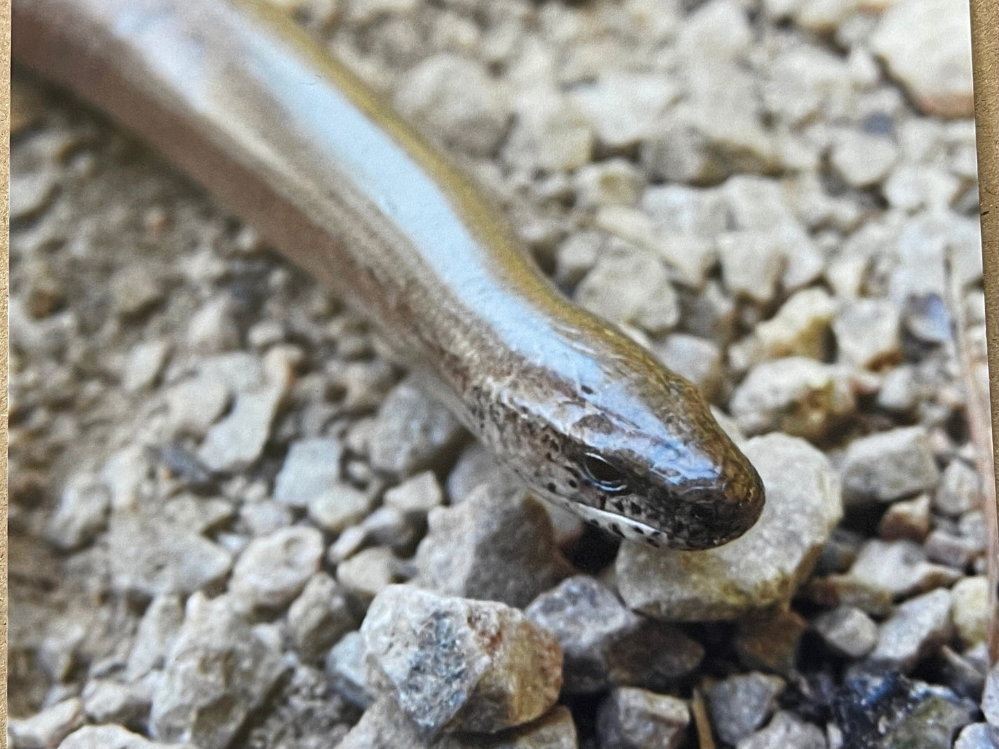 Slow worm card, recycled card, birthday card, wildlife card. Eco friendly card. Handmade card. Unusual card, Thank you card, snake card