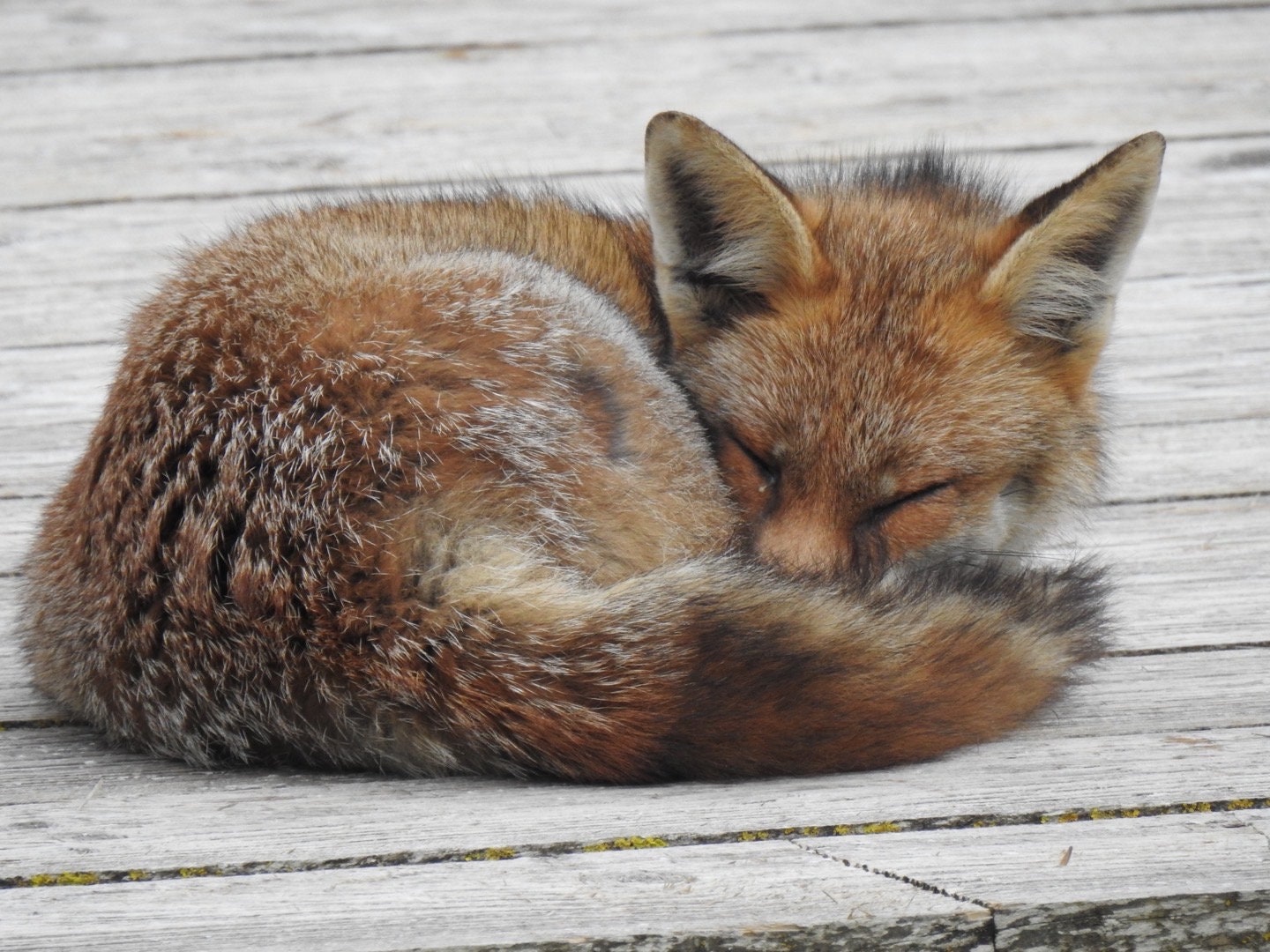 Fox card, recycled card, nature card, birthday card, recycled card. Eco friendly gift card. Handmade card. Blank message card. Eco gift.