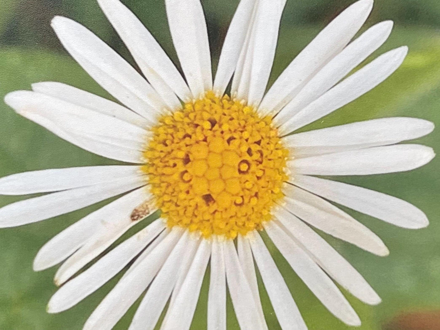 recycled Daisy card, eco friendly card, flower card. Birthday card, handmade card, thank you card, boho card for gardener, eco cards