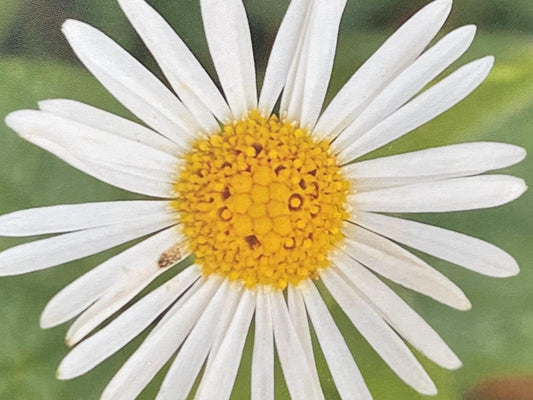 recycled Daisy card, eco friendly card, flower card. Birthday card, handmade card, thank you card, boho card for gardener, eco cards