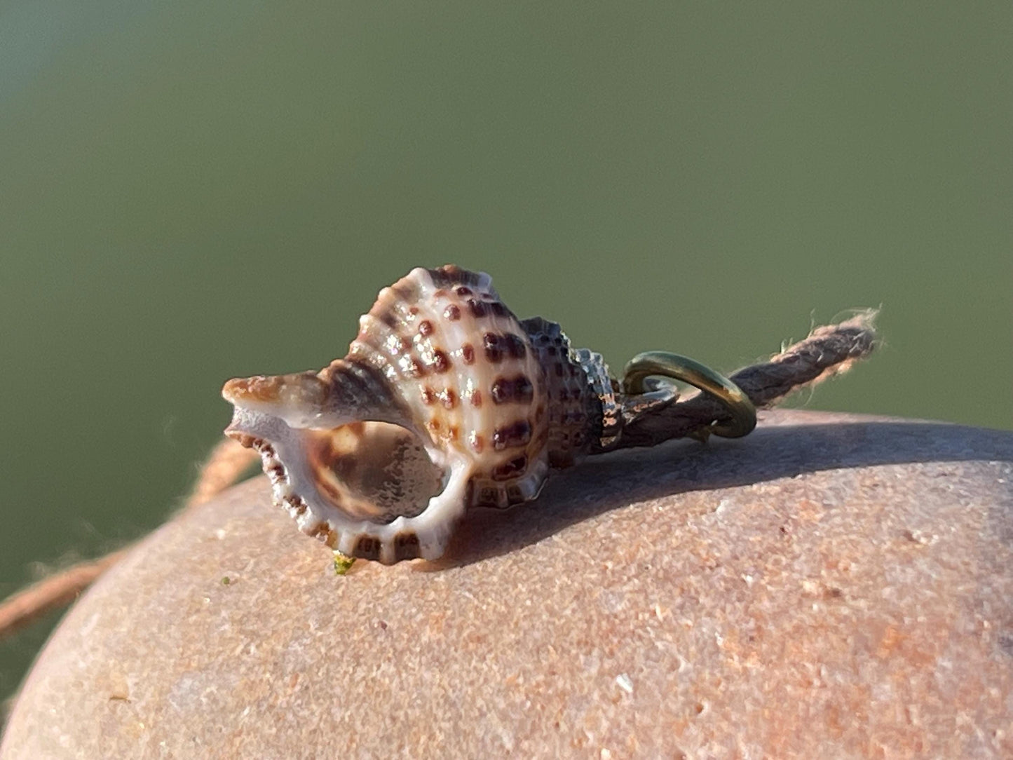 Pretty little painted gold shell necklace held on recycled brass and sustainable hemp. Shell jewellery. Boho jewellery. Eco friendly gifts.