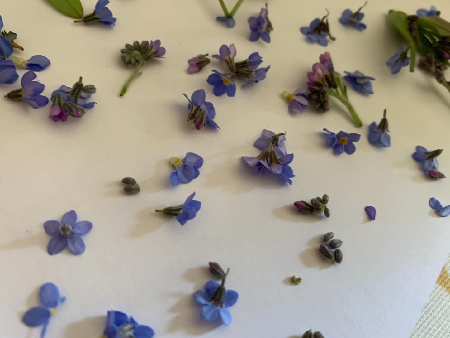 Flower necklace, ethical jewellery, forget me not necklace, handmade necklace, boho jewellery, flower pendant. Remembrance gifts.