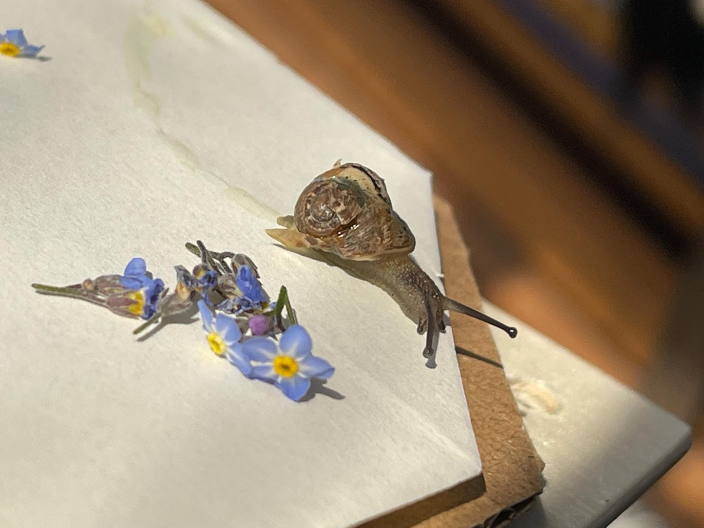 Flower necklace, ethical jewellery, forget me not necklace, handmade necklace, boho jewellery, flower pendant. Remembrance gifts.