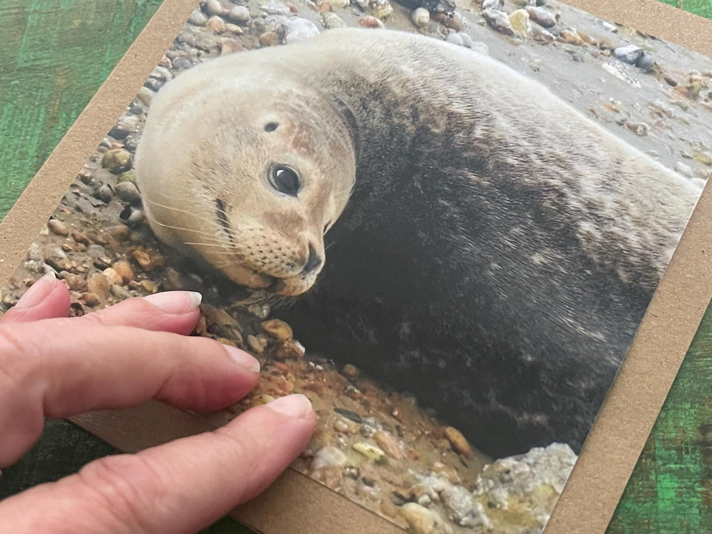 Seal card. Get well soon card, recycled card, birthday card, Eco friendly card. Handmade card. Sympathy card, thank you card, beach card