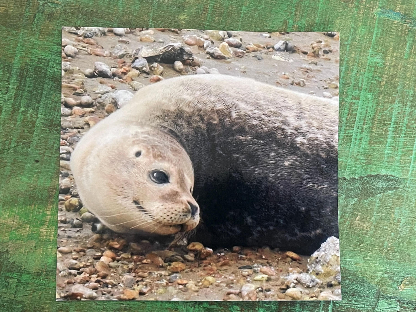 Seal card. Get well soon card, recycled card, birthday card, Eco friendly card. Handmade card. Sympathy card, thank you card, beach card