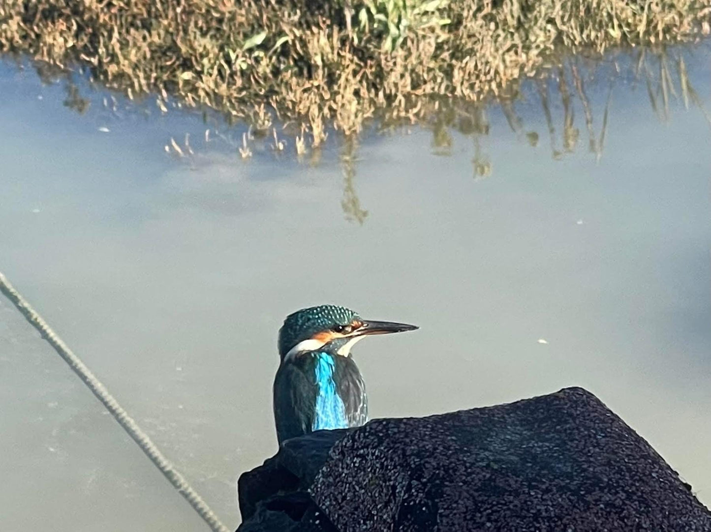 Kingfisher card, handmade card, gift for her, nature card. Recycled card, eco friendly card. Wildlife photo card, bird card, seaside card