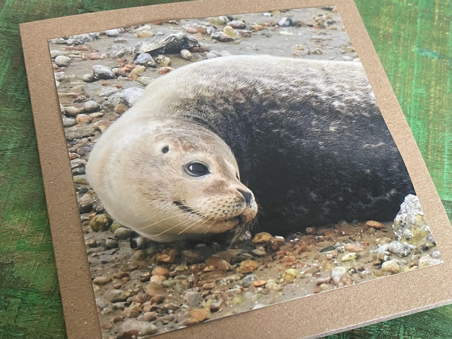 Seal card. Get well soon card, recycled card, birthday card, Eco friendly card. Handmade card. Sympathy card, thank you card, beach card