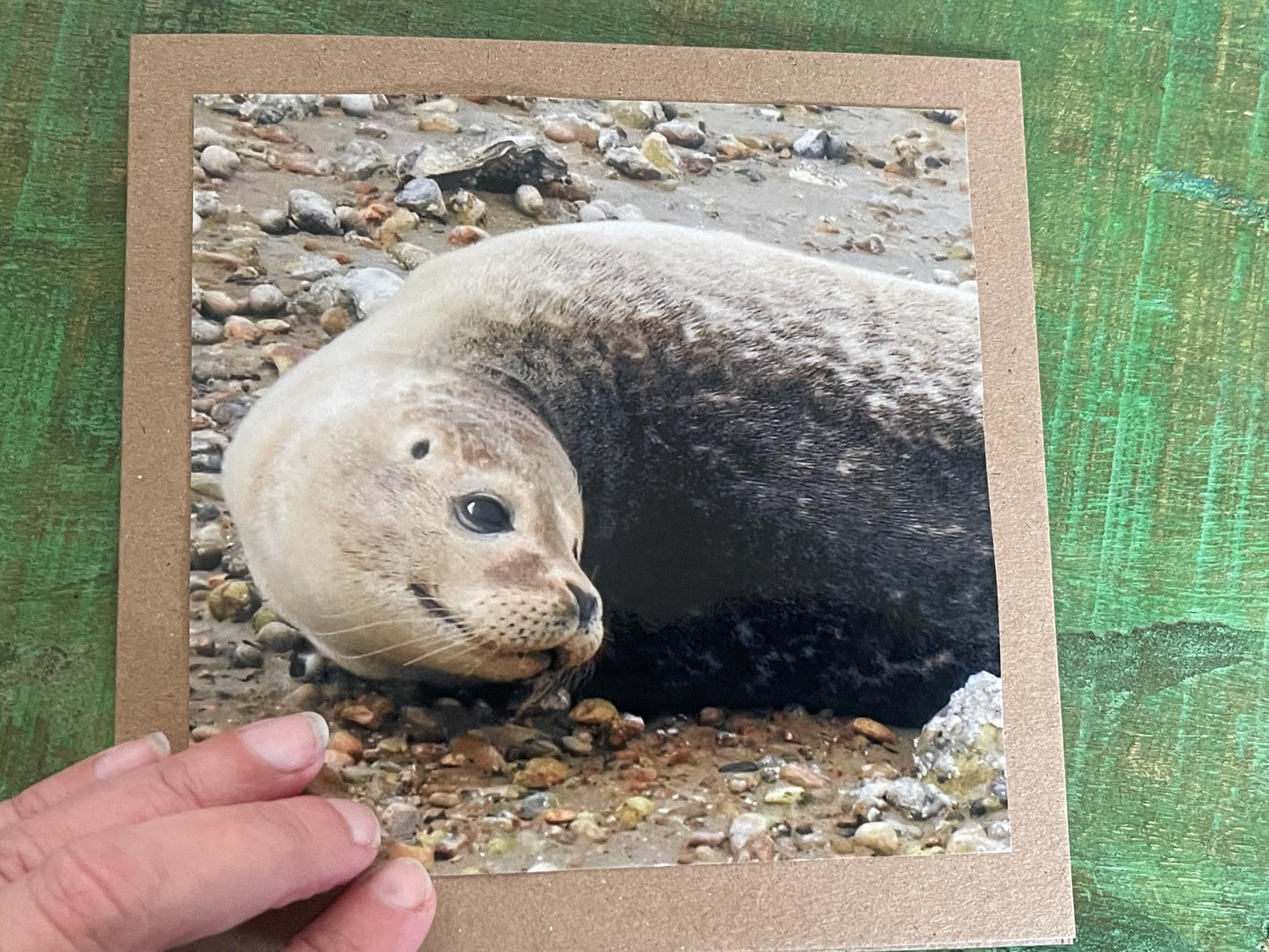 Seal card. Get well soon card, recycled card, birthday card, Eco friendly card. Handmade card. Sympathy card, thank you card, beach card