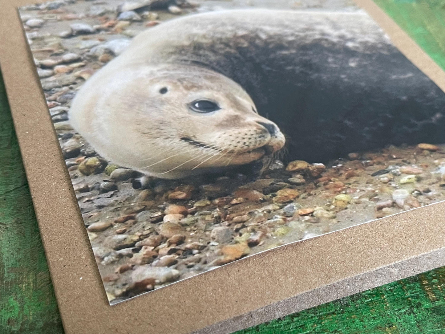 Seal card. Get well soon card, recycled card, birthday card, Eco friendly card. Handmade card. Sympathy card, thank you card, beach card